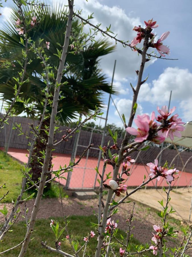 Villa Palm Grove Farm Tit Mellil Exterior foto